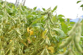 De acuerdo a los analistas,