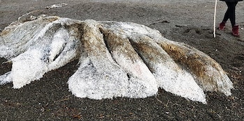 El miestrios mosntruo apareció en