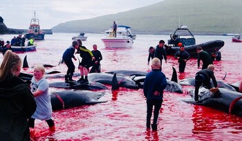 Foto gentileza Alastair Ward –