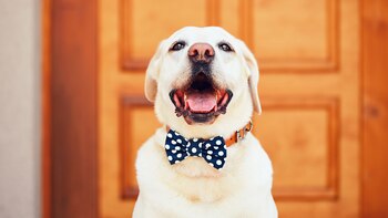 Collares divertidos con moños, perlas,