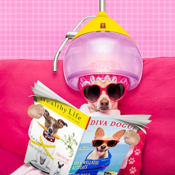 Peluquería, producción de fotos, estadía