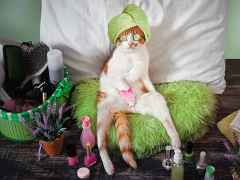 Para los gatos también hay