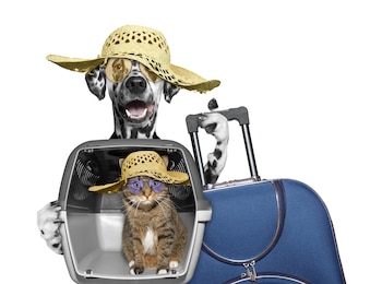 Antes de emprender el viaje, la