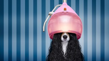 La peluquería, una parada obligada