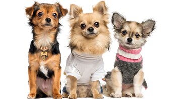 Las mascotas de tamaño pequeño