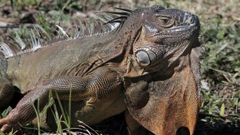 La compañía espera generar una cantidad de clientes lo suficientemente grande como para enviar 500 libras de iguana por semana, lo que equivale a unos 200 animales