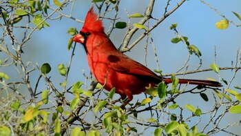 Para su captura los condenados