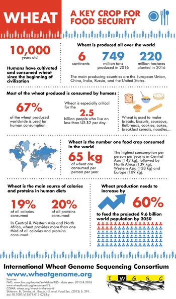 El trigo es el principal