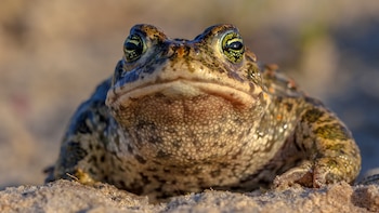 Proteínas del tejido de la