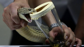 El veneno de las serpientes