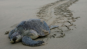 Tortuga marina olivácea (Lepidochelys olivacea)