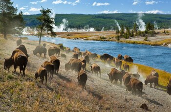 Al fondo, detrás de los bisontes, pueden verse los vapores geotermales que caracterizan el paisaje de una parte del Parque Nacional de Yellowstone