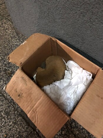 El perro ahora está en