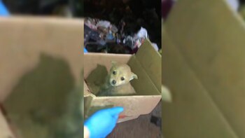 El cachorro apareció en medio