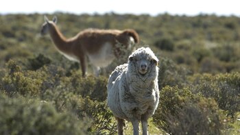 En la Patagonia, el guanaco
