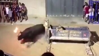 El animal empezó a correr