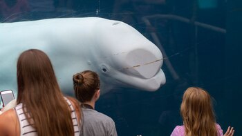 Son cinco las especies que tienen menopausia (EFE)