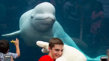 Las ballenas beluga han sido uno de los atractivos fundamentales en los acuarios (EFE)