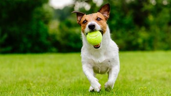 Este alimento evita el deterioro