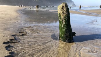 El “bosque fantasma”, es considerado