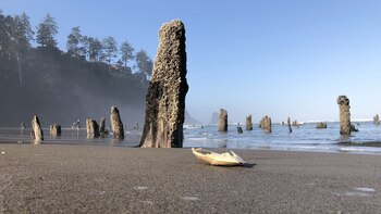 El “bosque fantasma” que fue