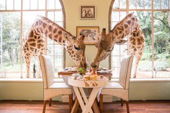 Giraffe Manor (The Safari Collection)