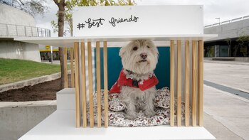 “Best Friend”, por Yamila Canosa