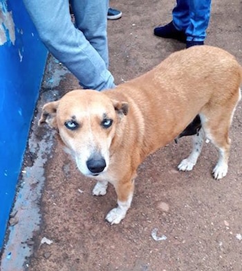 Tesapara se llama así debido