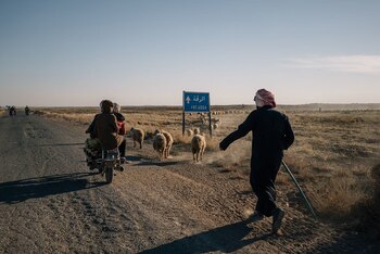 Un pastor camina junto a