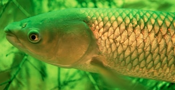 La carne de pescado contiene