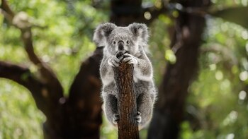 Se estima que quedan menos