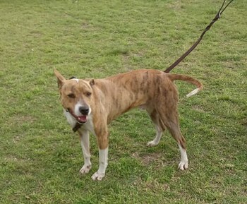 Existen alrededor de 493.000 perros