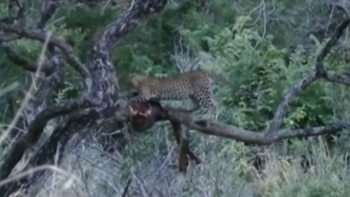 Todo tipo de animales en