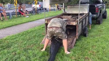 El caimán será sacrificado, así