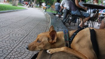 La práctica de matar animales