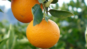 Mandarinas de exportación, uno de