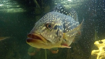 Científicos lograron un 115% de