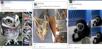 Las 1.500 publicaciones ofrecían animales