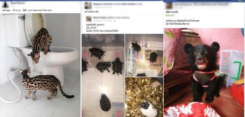 El tráfico de animales sucede a