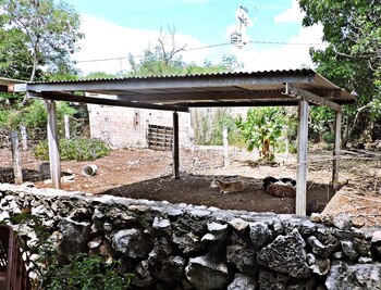 Un carnero debe tener entre