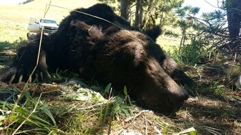 Un oso capturado por la