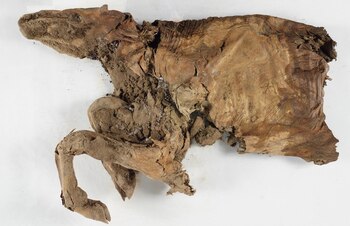 El caribú preservado parcialmente