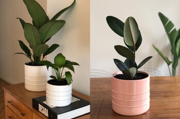 “Las mejores plantas para interior