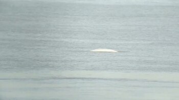 La beluga apareció a la altura de Coalhouse Fort