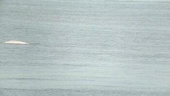El Támesis es considerado el río más importante de Inglaterra