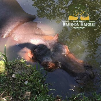 El hipopótamo fue trasladado al