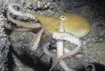 Imagen DX4TPVWSDVGYJBKNO25ITOXQIE