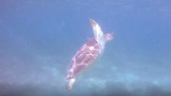 Las tortugas carey deben su nombre a sus bocas puntiagudas, que se asemejan a un pico, y viven las aguas tropicales del mundo, principalmente alrededor de arrecifes de coral