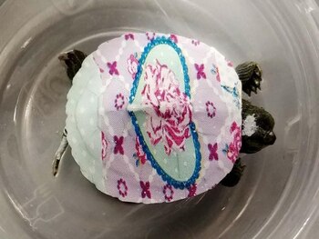 Una de las tortugas que