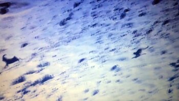 Estaba detrás de un carnero,